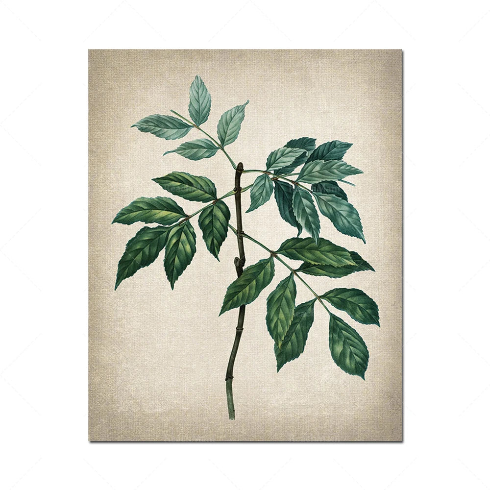 Cette illustration vintage montre une branche avec de magnifiques feuilles vertes sur un fond beige texturé, évoquant un style botanique naturel.