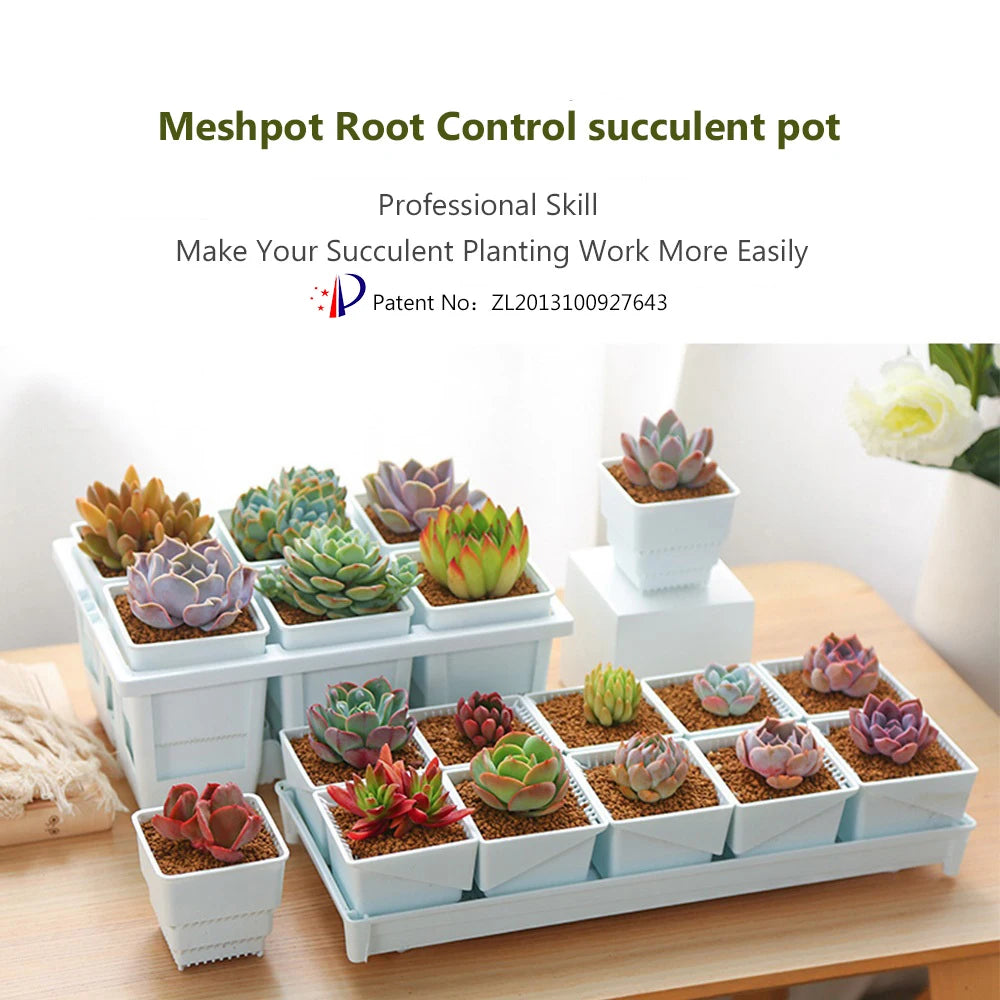 lot pots plantes succulentes blanc plastique carré plateaux cactus jardin intérieur moderne