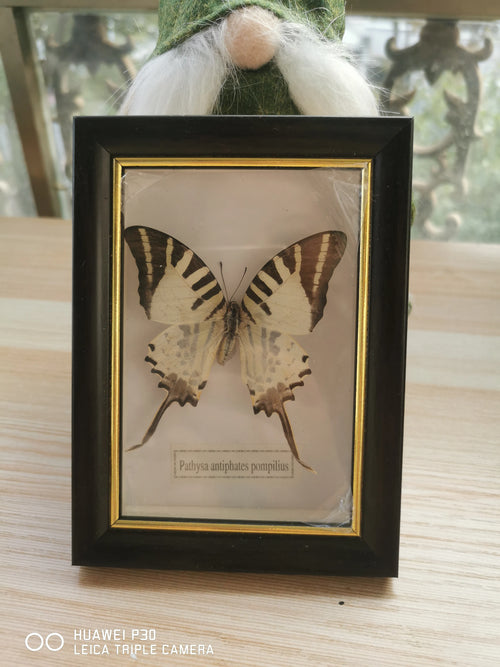 cadre photo papillon naturel vert noir blanc décoration murale artisanale objet d'art intérieur classique