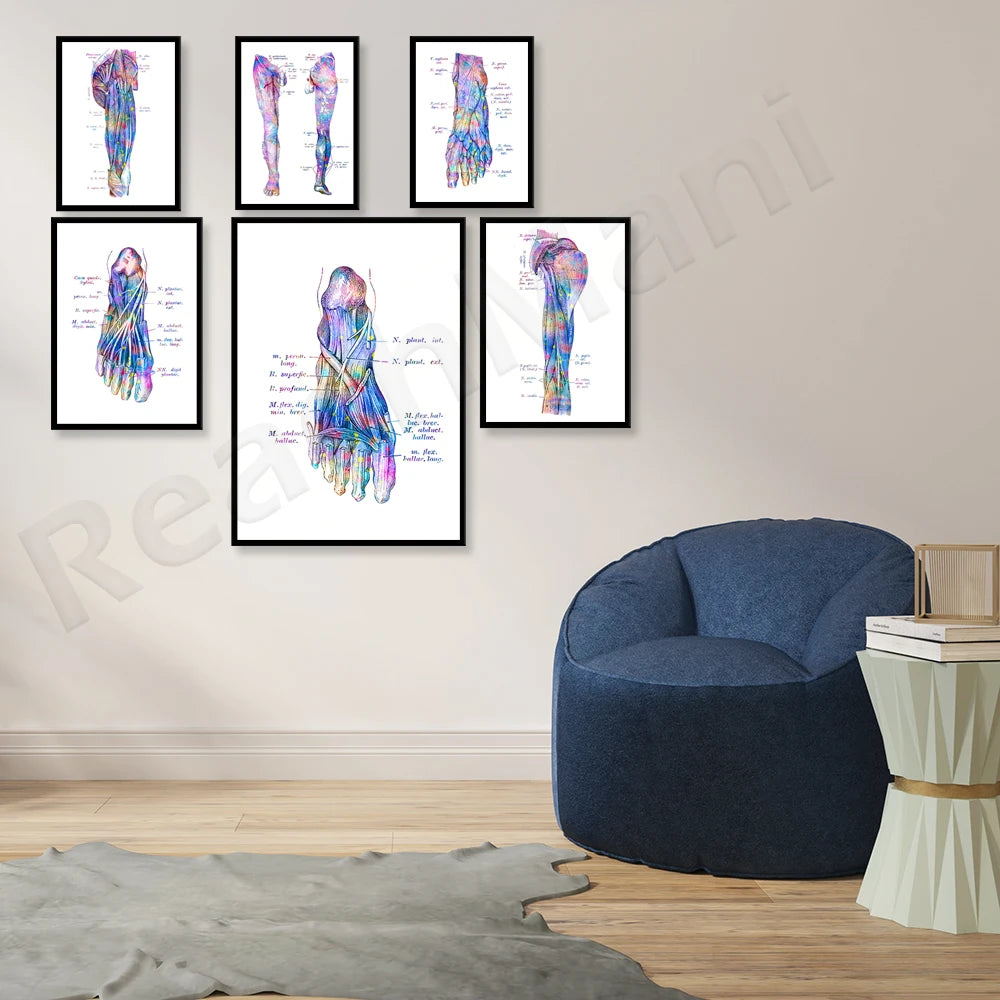 Cette image présente une série de représentations anatomiques colorées et détaillées des pieds et des chevilles, permettant une meilleure compréhension de leur structure et de leurs composants.