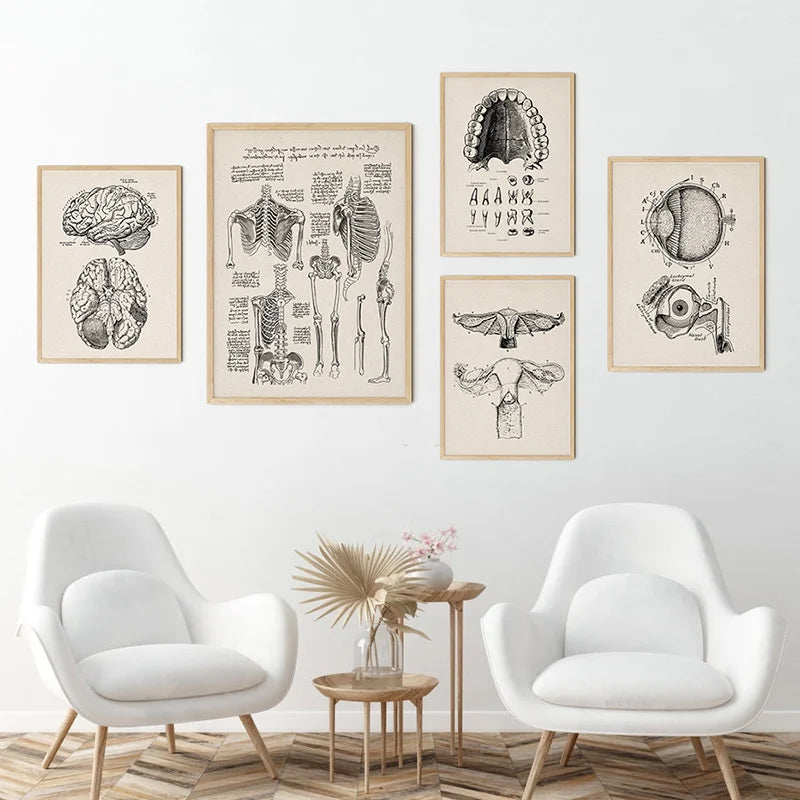 Tableau anatomie dans différentes couleurs disponibles chez Ombre Interieur