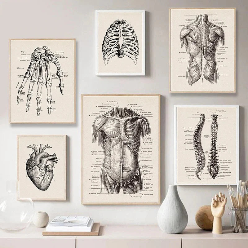 Tableau déco médicale accroché dans un salon moderne