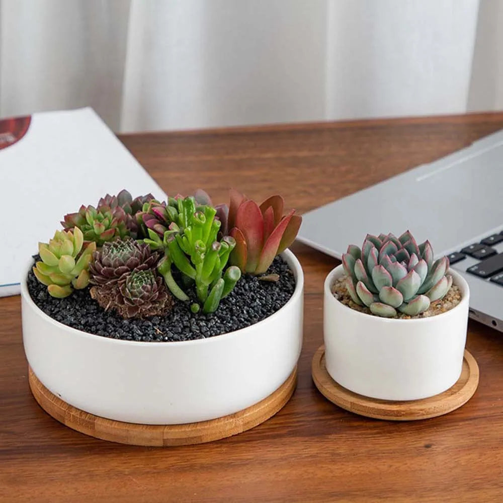 plateau bambou minimaliste plateaux carrés ronds rectangles succulentes cache plante moderne