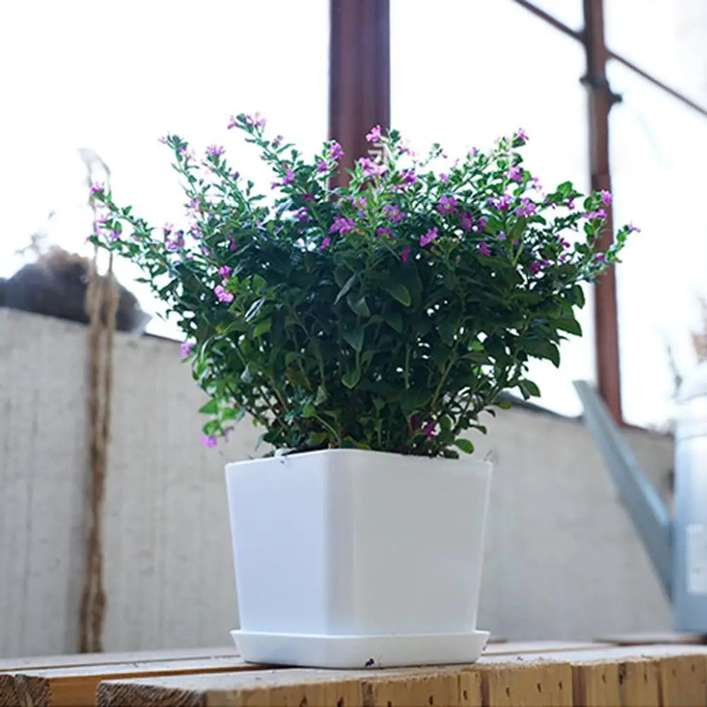 Pot fleurs blanc moderne plateau trous drainage petite plante intérieure plastique