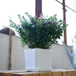 Pot fleurs blanc moderne plateau trous drainage petite plante intérieure plastique