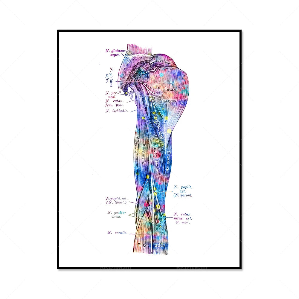 Cette illustration anatomique colorée montre en détail la structure musculaire du bras et de l'avant-bras humain.