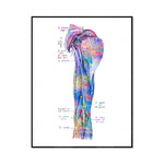 Cette illustration anatomique colorée montre en détail la structure musculaire du bras et de l'avant-bras humain.