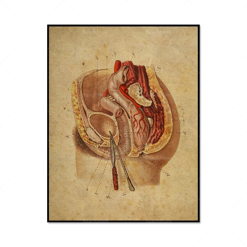 L'image montre une représentation anatomique détaillée d'une coupe transversale du torse, mettant en évidence les différentes structures internes de la région thoracique.