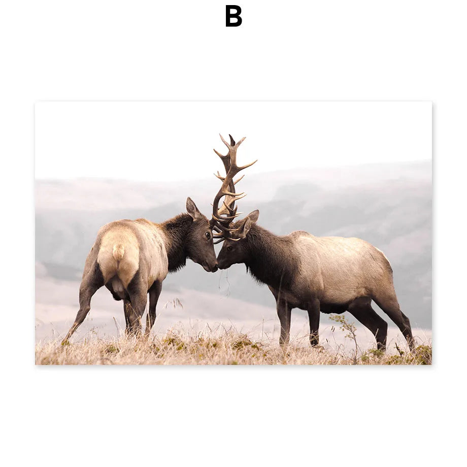 Deux élans se font face dans un paysage de prairies et de brouillard, leurs bois imposants en contact.