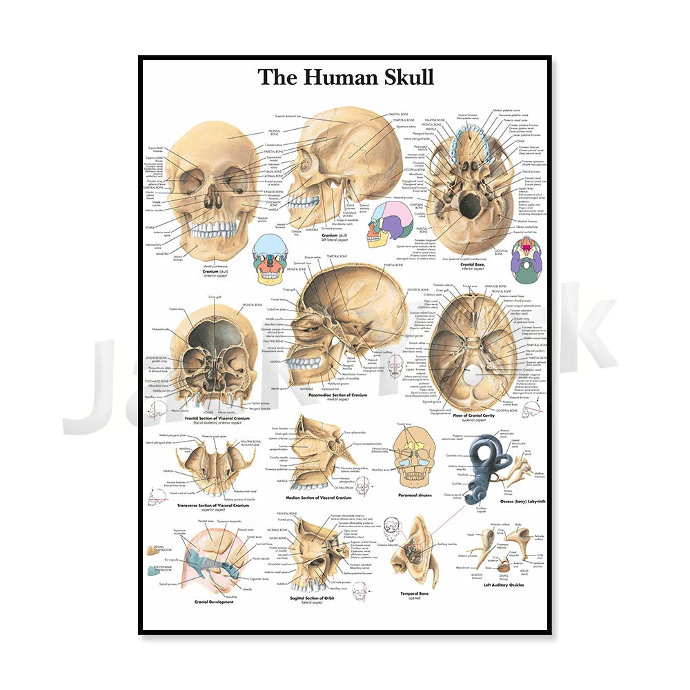 Affiche détaillée illustrant l'anatomie du crâne humain, montrant différentes parties et structures osseuses.