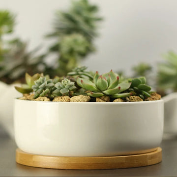 pots céramique blanc succulentes support bambou moderne cache pot plantes vertes