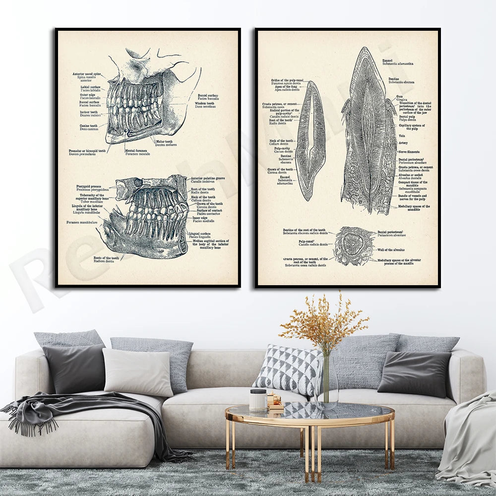 Cette image présente des illustrations anatomiques détaillées de la structure interne de la mâchoire et de la dentition humaines.