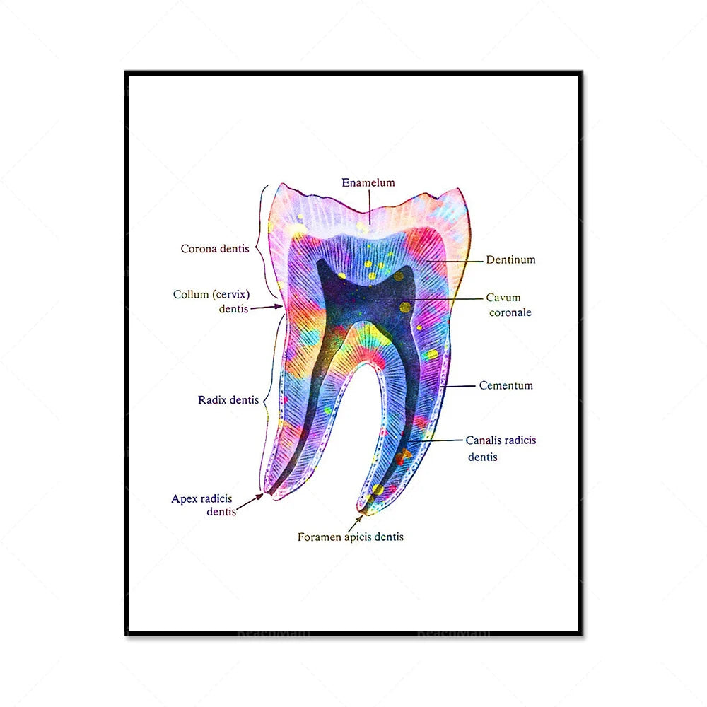Cette image représente une coupe transversale détaillée d'une dent humaine, montrant les différentes structures anatomiques, telles que l'émail, la couronne, la racine, le cément et les canaux radiculaires.