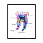 Cette image représente une coupe transversale détaillée d'une dent humaine, montrant les différentes structures anatomiques, telles que l'émail, la couronne, la racine, le cément et les canaux radiculaires.