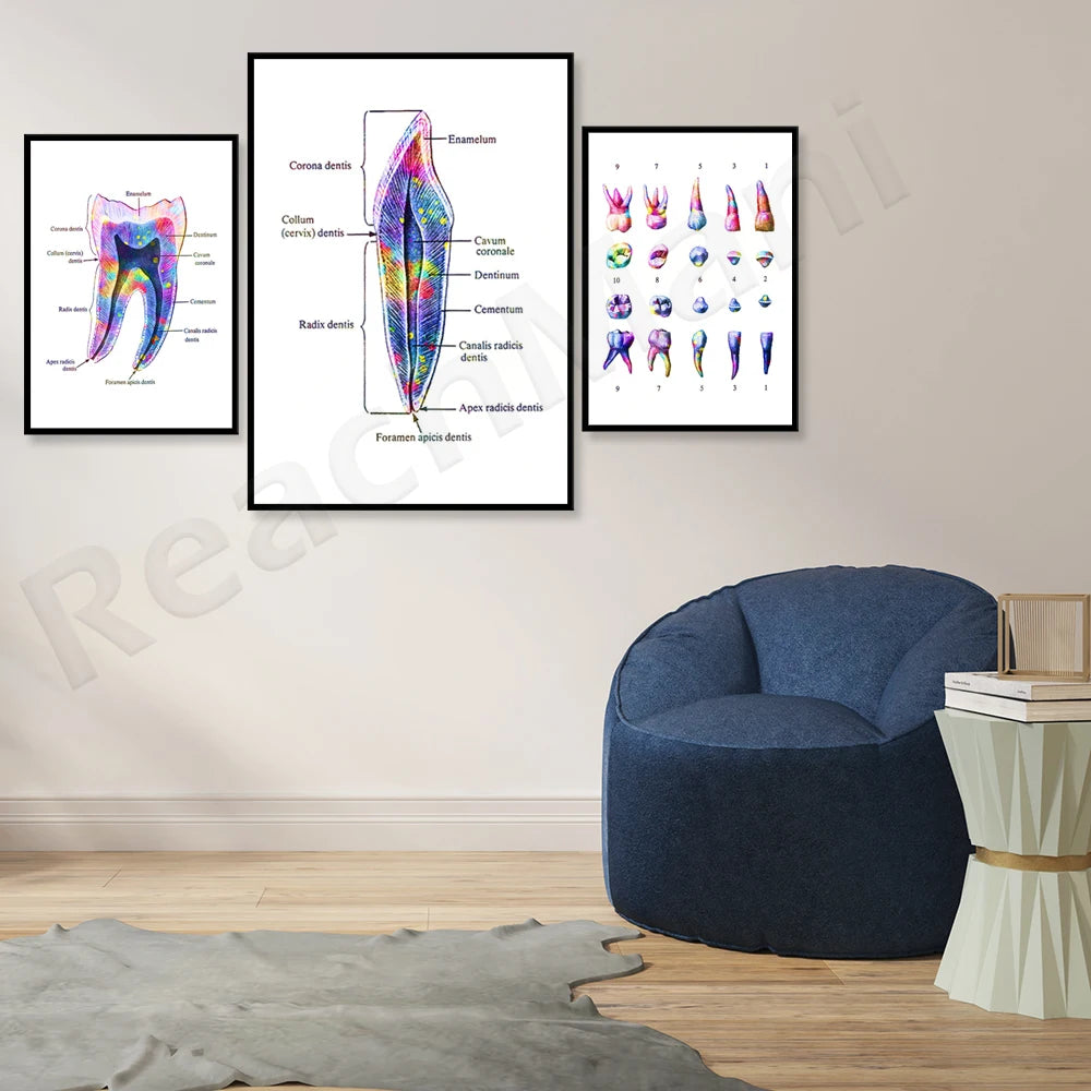 Trois affiches anatomiques colorées montrant les différentes parties d'une dent, illustrées avec des images et des étiquettes explicatives, accrochées au mur au-dessus d'un fauteuil bleu.