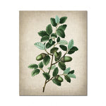 L'image représente une branche d'arbre avec des feuilles vertes et des glands verts sur un fond beige, offrant une vue détaillée et réaliste de cette partie de la plante.