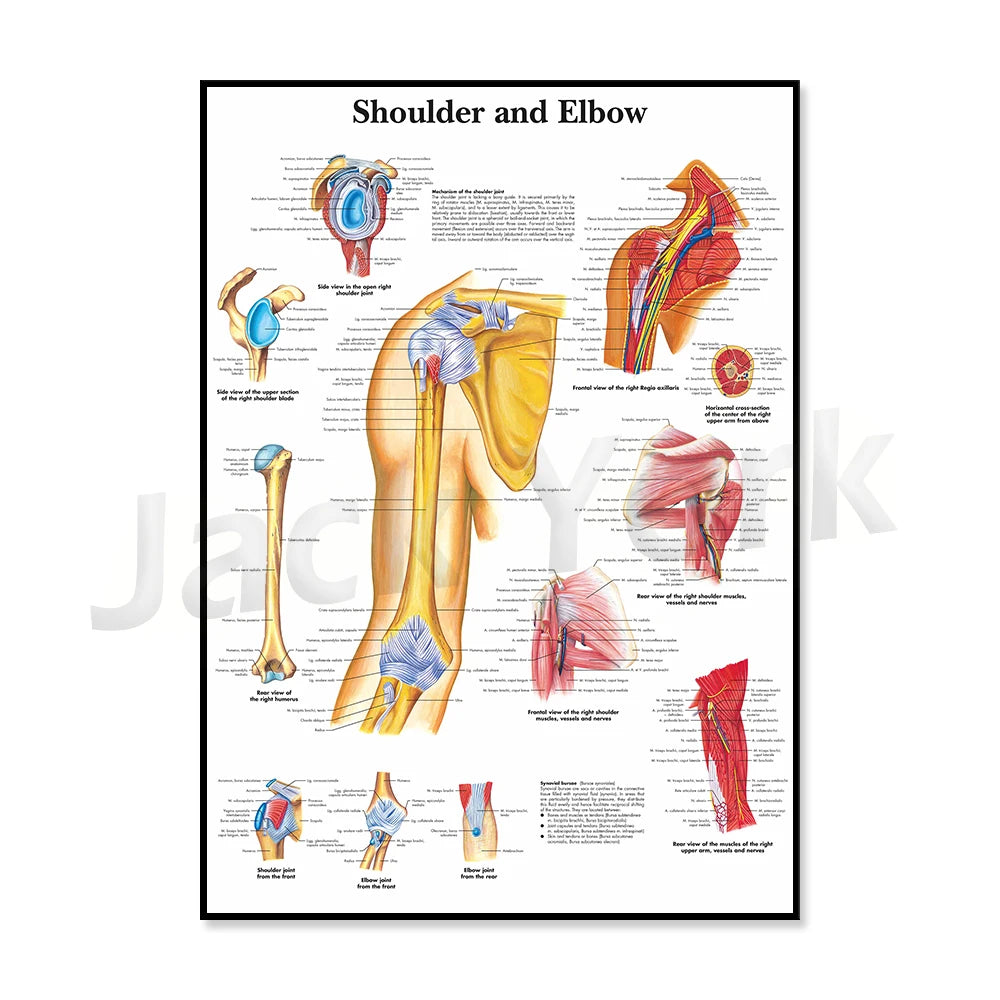 Cette image anatomique détaillée montre la structure et les muscles de l'épaule et du coude, fournissant des informations importantes pour les professionnels de la santé et les étudiants en médecine.