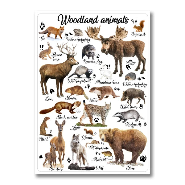 Ce poster illustre une collection d'animaux que l'on peut trouver dans les forêts, comme le renard, le cerf, l'élan, le raton laveur, l'ours et le loup.
