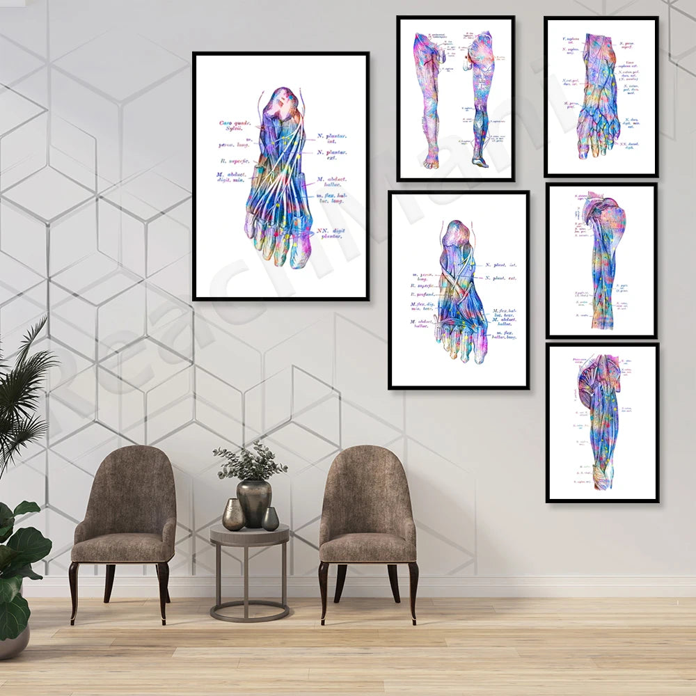 Ensemble d'illustrations anatomiques détaillées des pieds et des jambes, mettant en évidence les structures musculaires et osseuses complexes en couleurs vives.