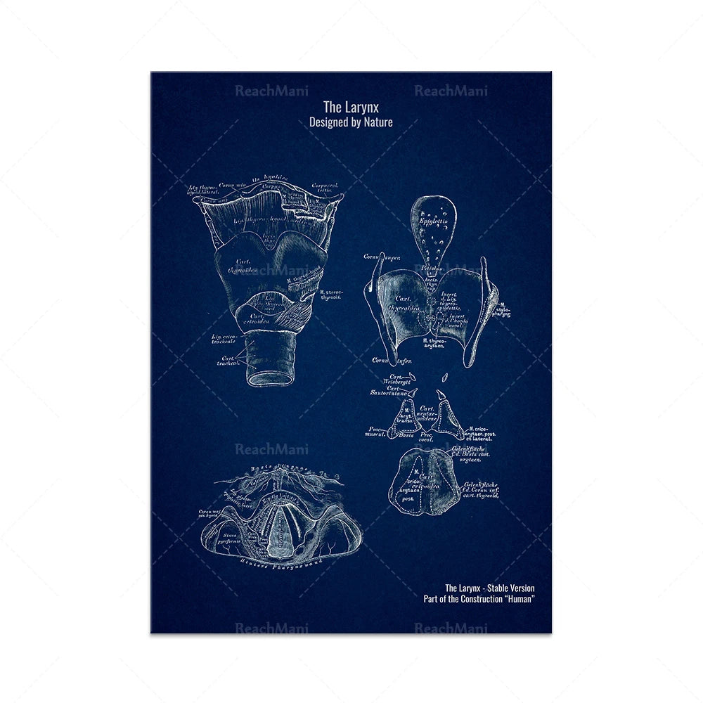 L'image montre des schémas et des plans détaillés du larynx, conçus par la nature et faisant partie de la construction humaine.