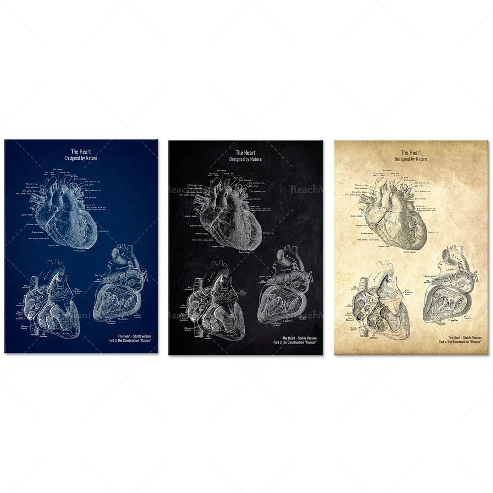 Ces illustrations anatomiques détaillées du cœur humain présentent une perspective médicale innovante, offrant un aperçu fascinant de la structure complexe de cet organe vital.