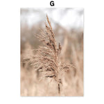 Une touffe de joncs secs, avec leurs tiges élancées et leurs fleurs plumeuses, capturée dans une image aux tons doux et flous.