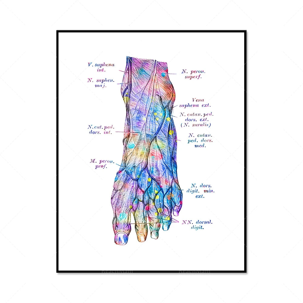 Illustration anatomique détaillée d'un pied humain montrant les muscles, tendons et os avec des annotations en latin.