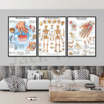 Affiches médicales montrant l'anatomie des mains et du squelette humain, ainsi que les maladies rhumatismales.
