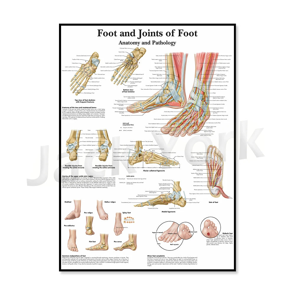 Affiche anatomique détaillée illustrant la structure du pied et des articulations, avec des détails sur la pathologie et les différentes parties du pied.