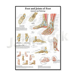 Affiche anatomique détaillée illustrant la structure du pied et des articulations, avec des détails sur la pathologie et les différentes parties du pied.