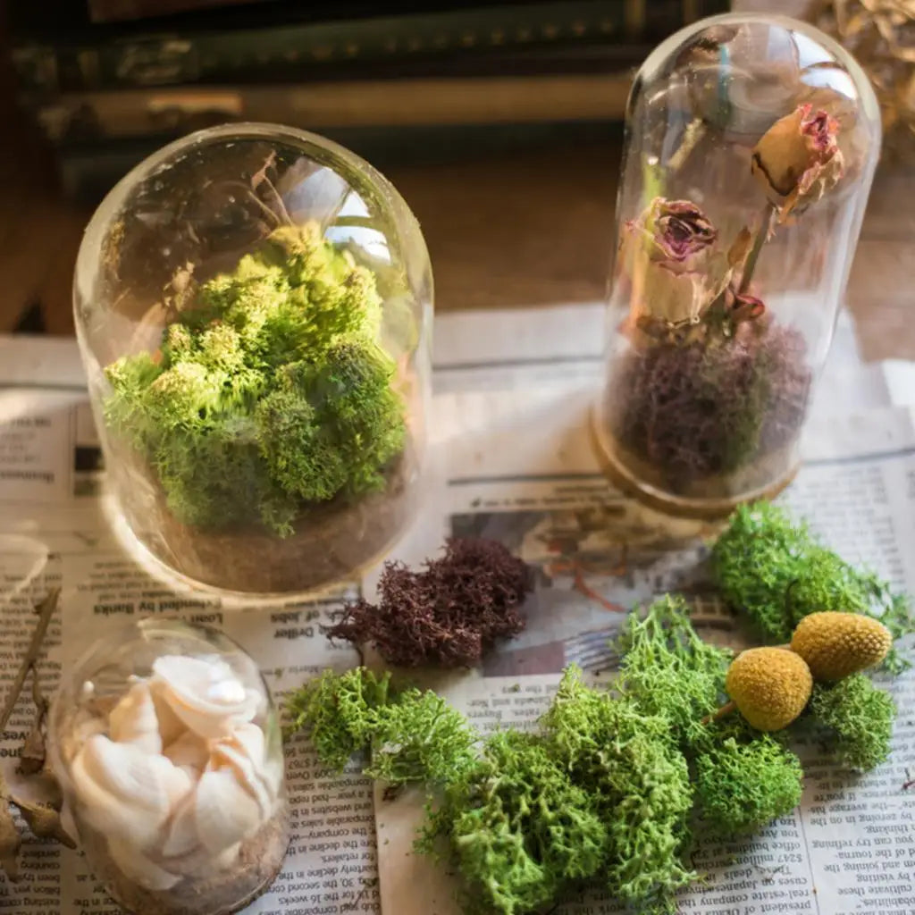 Dôme en verre posé sur une étagère avec plante succulente