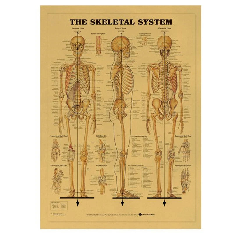 affiche anatomique système squelettique humain didactique autocollant kraft paper explicative deco murialeOpaque informative poster