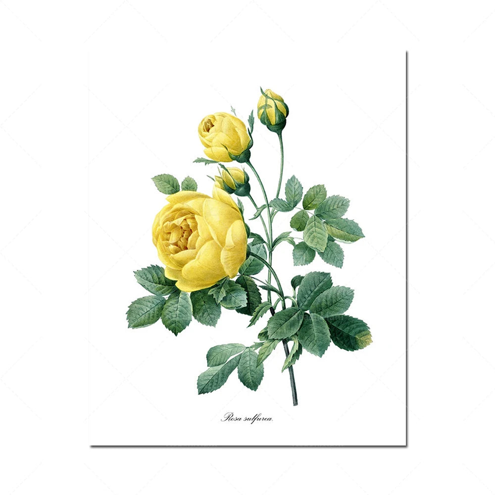 Belles fleurs de rose jaune avec des feuilles vertes sur fond blanc.