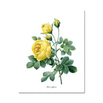 Belles fleurs de rose jaune avec des feuilles vertes sur fond blanc.