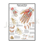Cette image anatomique détaillée montre l'anatomie et la pathologie de la main et du poignet, avec des informations sur les différentes structures osseuses, musculaires et nerveuses de ces parties du corps.