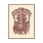 Illustration détaillée de l'anatomie interne de l'abdomen, montrant les organes et les structures complexes qui le composent.