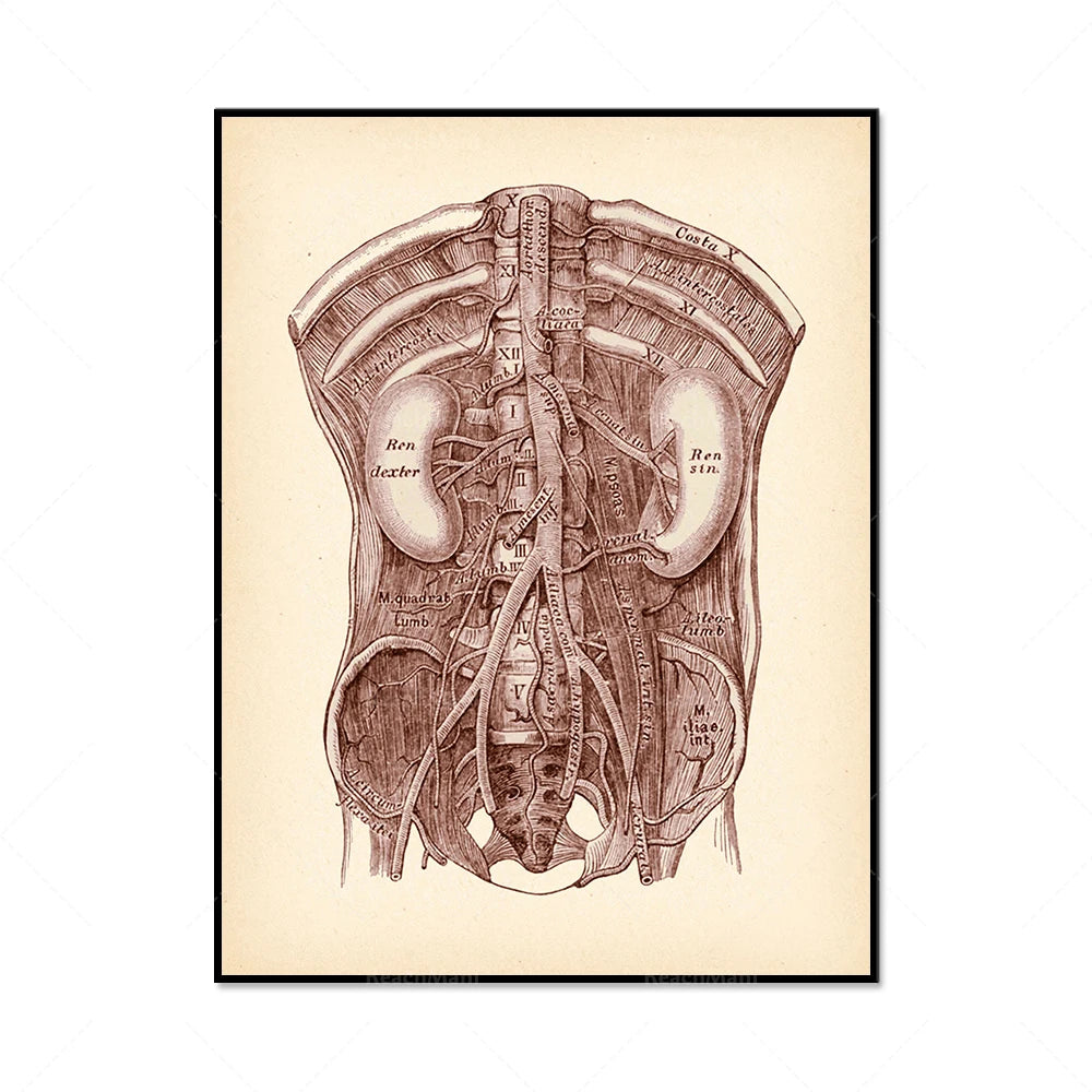 Illustration détaillée de l'anatomie interne de l'abdomen, montrant les organes et les structures complexes qui le composent.