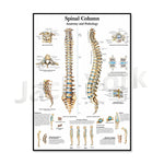 Cette image détaillée présente l'anatomie et la pathologie de la colonne vertébrale, illustrant les différentes vertèbres, les types de posture, ainsi que divers problèmes de santé associés à la colonne vertébrale.
