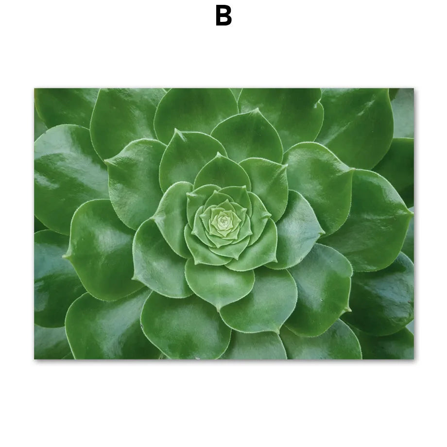 Une succulente fleur verte s'ouvre en spirale avec des feuilles luisantes.