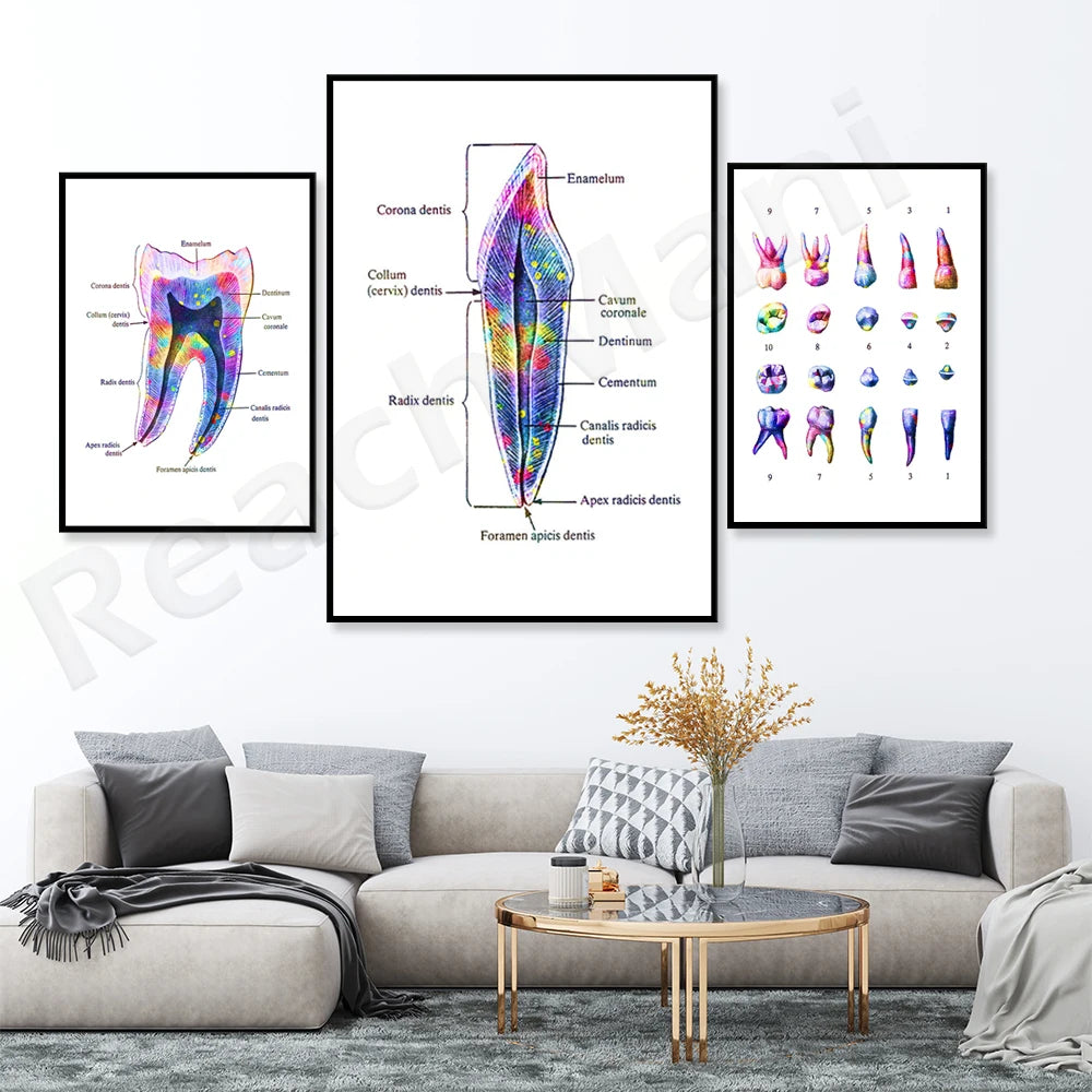 Des illustrations détaillées de l'anatomie des dents, notamment leur structure, les différentes couches et les variations de forme, offrant un aperçu fascinant de la complexité de cette partie du système dentaire.