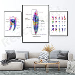 Des illustrations détaillées de l'anatomie des dents, notamment leur structure, les différentes couches et les variations de forme, offrant un aperçu fascinant de la complexité de cette partie du système dentaire.