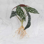 décoration intérieure plante artificielle verte feuilles modernes sans pot