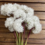 Branche de pissenlit blanc 10cm
