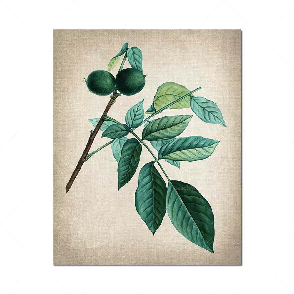 Illustration botanique vintage d'un rameau d'avocatier avec de délicates feuilles vertes et deux avocat mûrs.