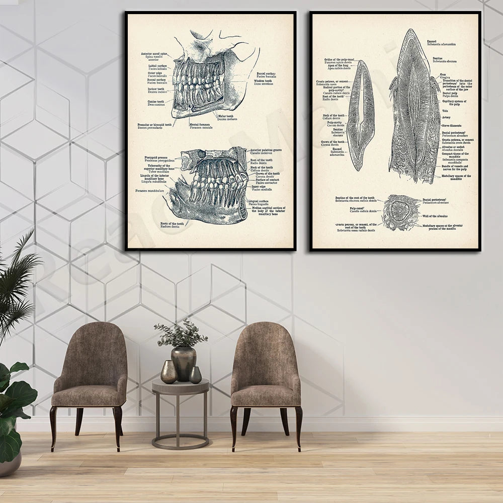 Cette image présente des illustrations anatomiques détaillées des dents et de la mâchoire, dans un style vintage monochrome, encadrées et suspendues sur un mur blanc dans un intérieur moderne avec deux fauteuils et une table d'appoint.