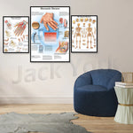Cette image montre trois affiches médicales accrochées au mur, abordant des sujets liés à la santé et à l'anatomie, notamment les maladies rhumatismales, l'anatomie de la main et du poignet ainsi que le squelette humain. Un fauteuil bleu moderne est placé au premier plan, sur un sol en bois clair.