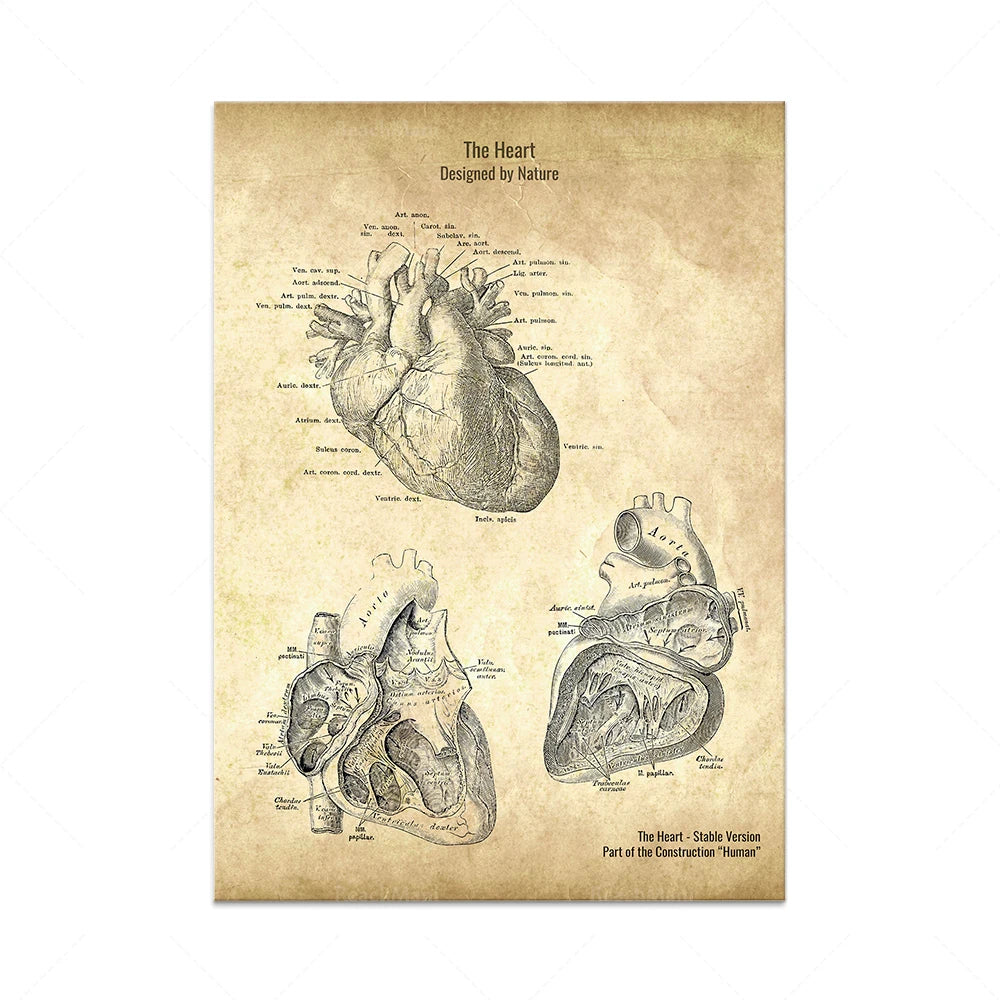 L'image représente des illustrations détaillées du cœur humain, avec des annotations anatomiques et la mention "Conçu par la Nature". Il s'agit d'une affiche vintage montrant une version stable de "l'Homme", faisant partie de la construction du corps humain.