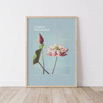 L'image présente une belle illustration d'une fleur de lotus avec le nom de l'artiste Ogawa Kazumasa, sur un fond vert clair.