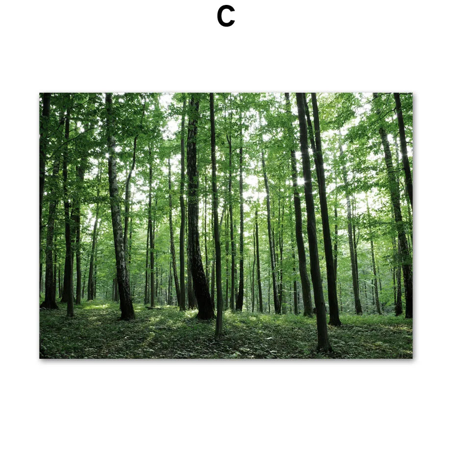 Une forêt verdoyante avec de grands arbres aux feuilles luxuriantes créant un paysage serein et apaisant.