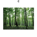 Une forêt verdoyante avec de grands arbres aux feuilles luxuriantes créant un paysage serein et apaisant.